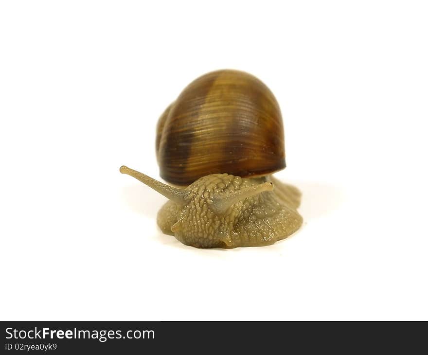 Grape snail on the white isolate background