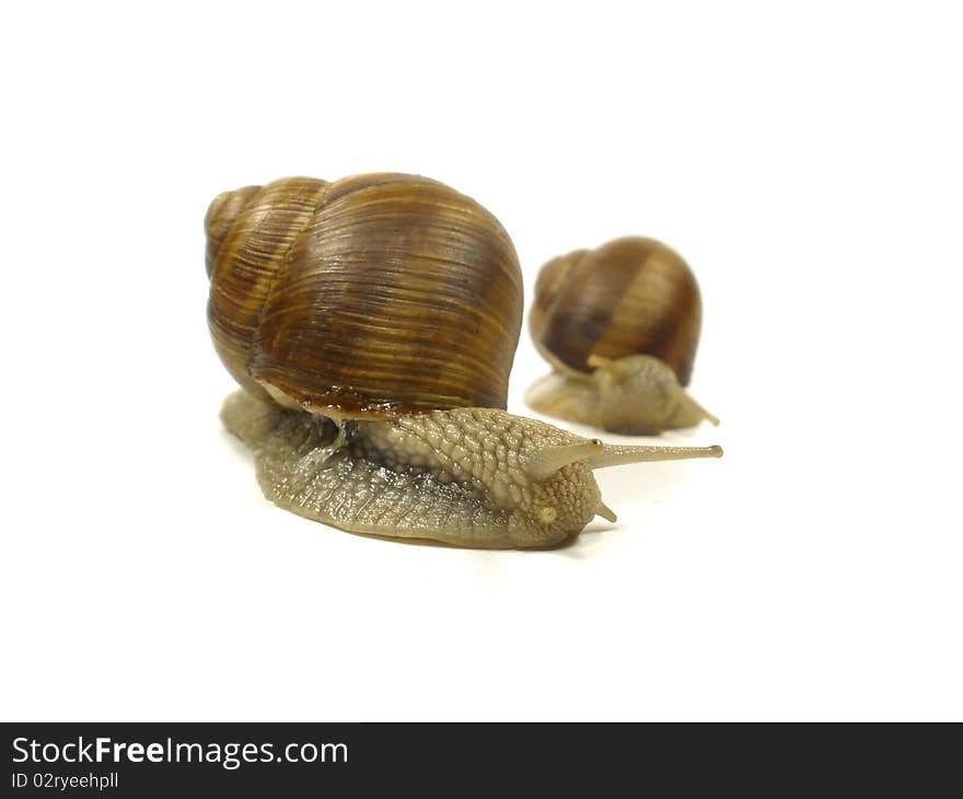 Two grape snail on the white isolate background