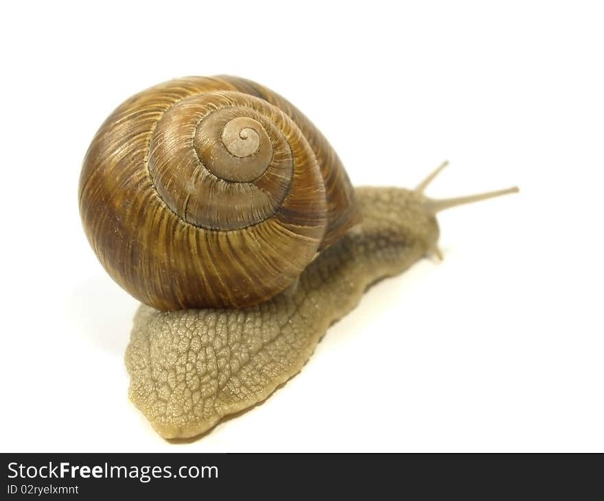 Grape snail on the white isolate background