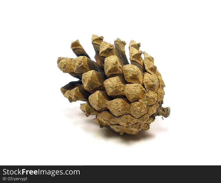 Pine cone