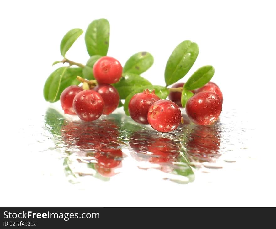 Foxberry with leaves on the white background with water drops