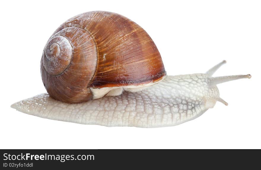 Garden snail on a white background