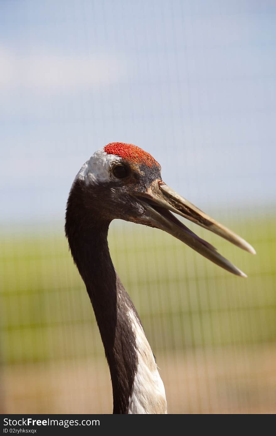 A red-crowned crane closeup