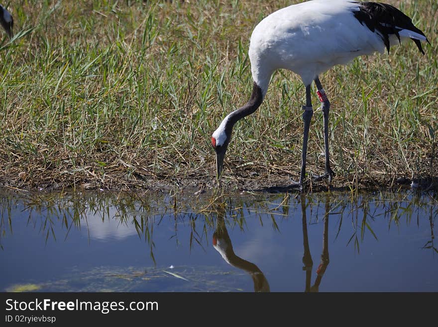 A single red-crowned crane drinking