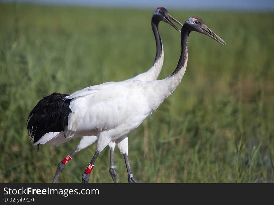 A pair of red-crowned cranes in marsh