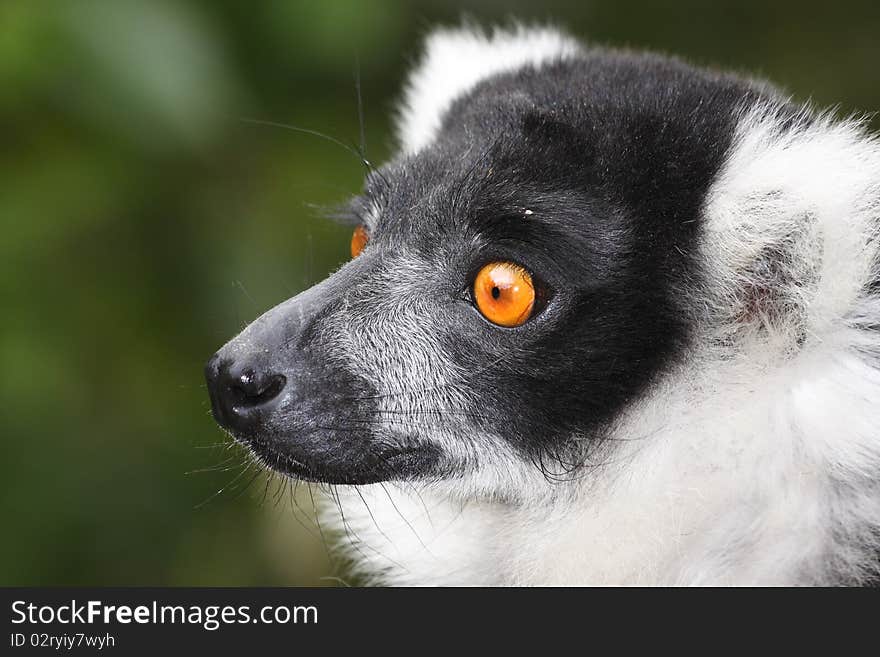 Rough Lemur portrait with eyes being the focus.