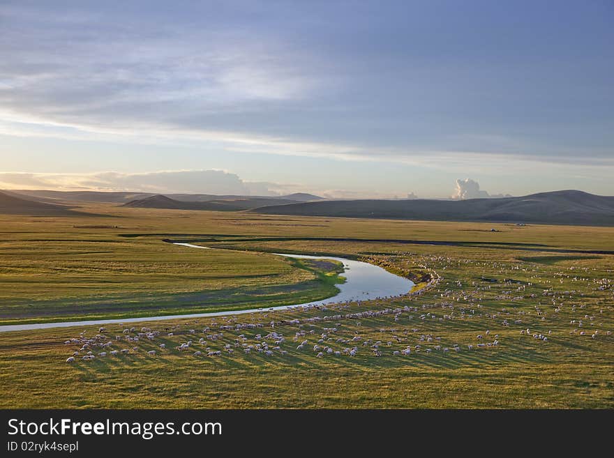 Numerous sheep herd in prairies sunset