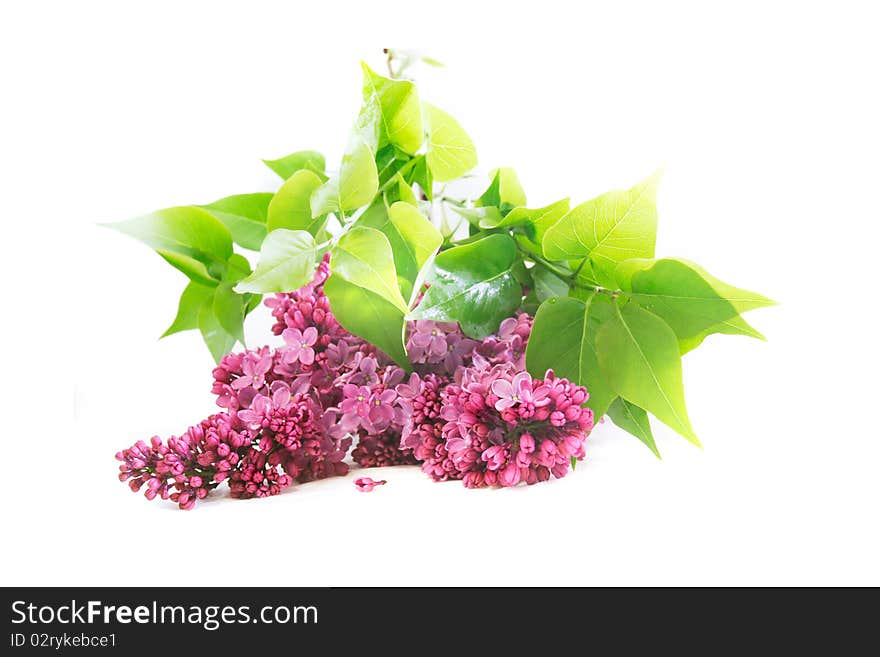 Lilac Flowers Over White