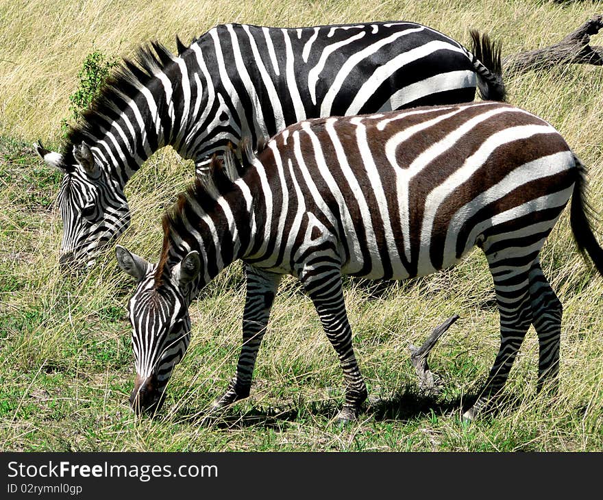 Two zebras eat grass