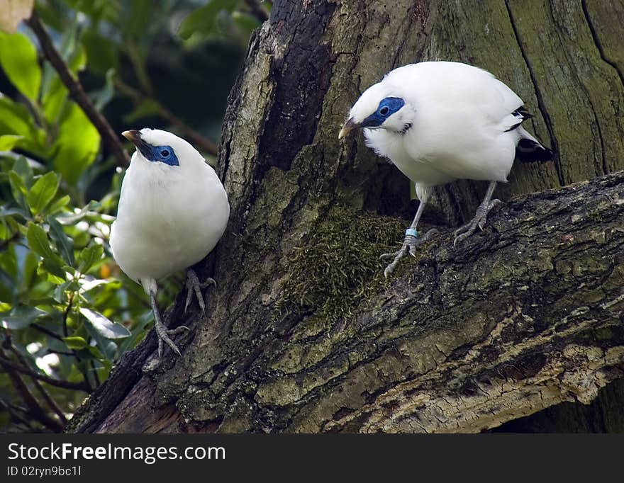 Bali Mynah bird