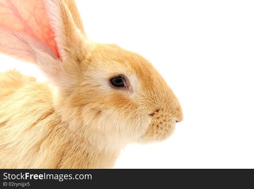 A cute red rabbit on a white background with copy space. A cute red rabbit on a white background with copy space