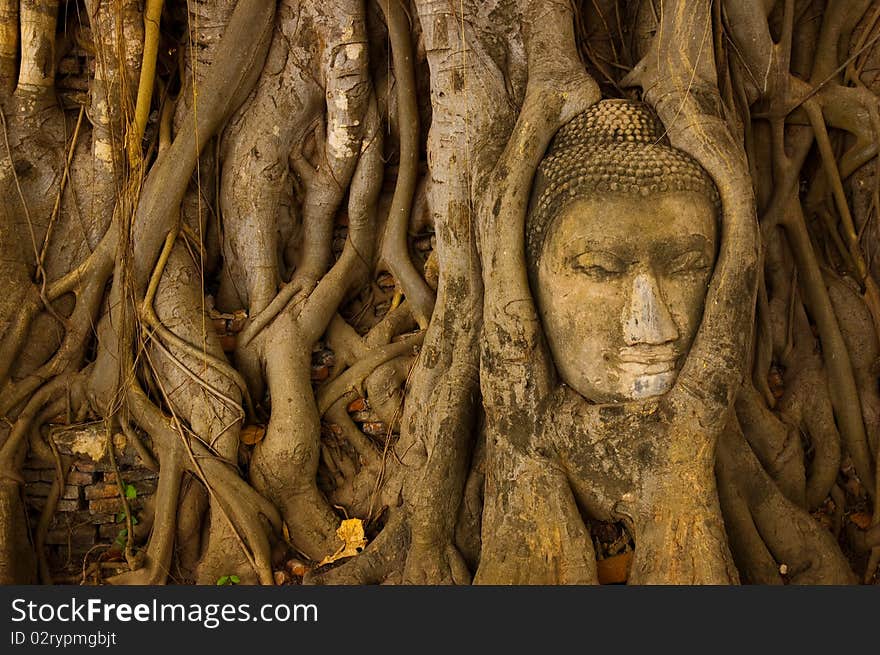 Stone Buddha Head On The Tree Root