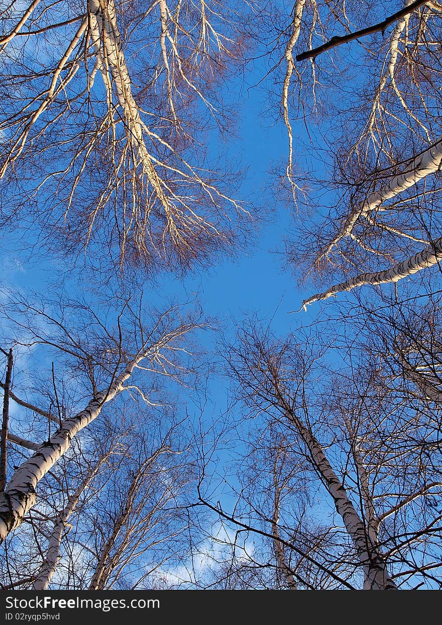 Beutiful blue sky above the trees