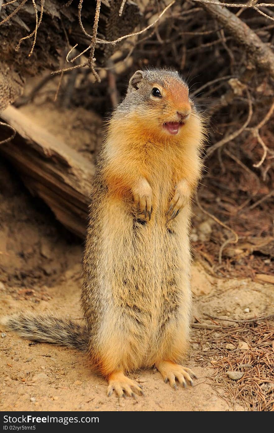 Columbian Ground Squirrel