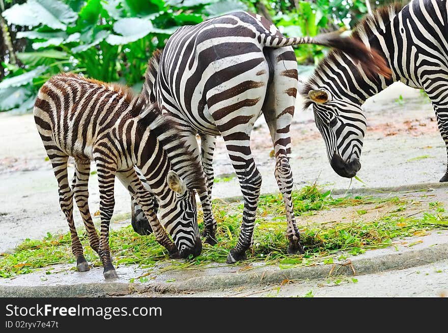 Zebras eating grass