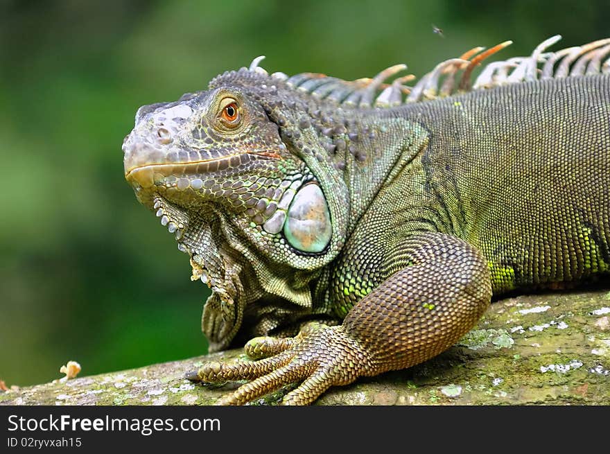 Rhinoceros Iguana