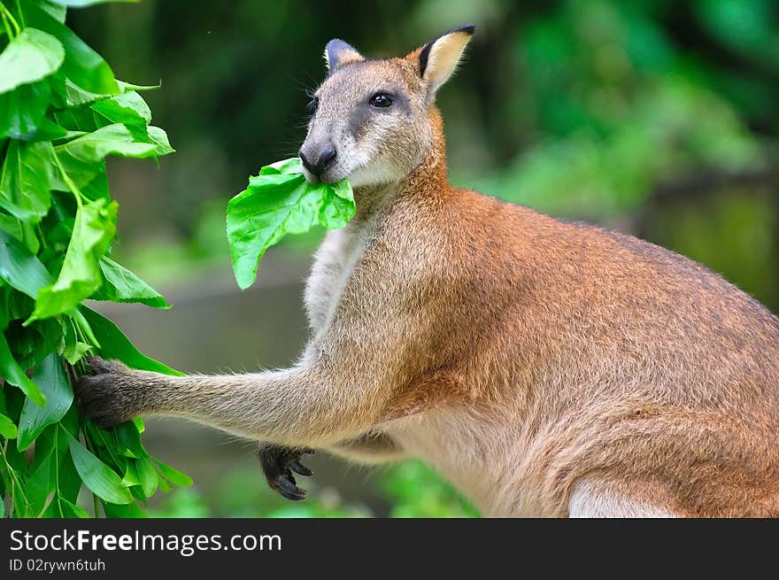 Young red kangaroo eating leaves. Young red kangaroo eating leaves