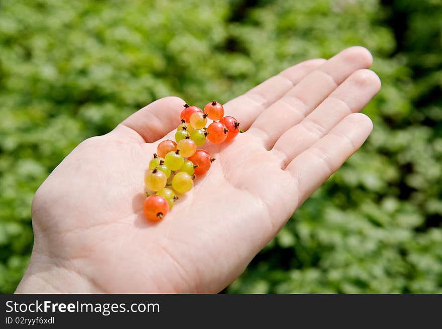 Currants