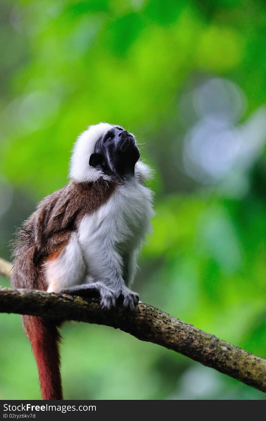 Cottontop Tamarin on a branch. Cottontop Tamarin on a branch