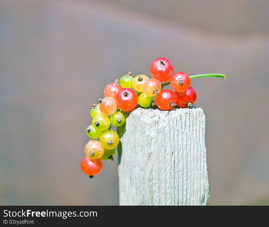 Currants