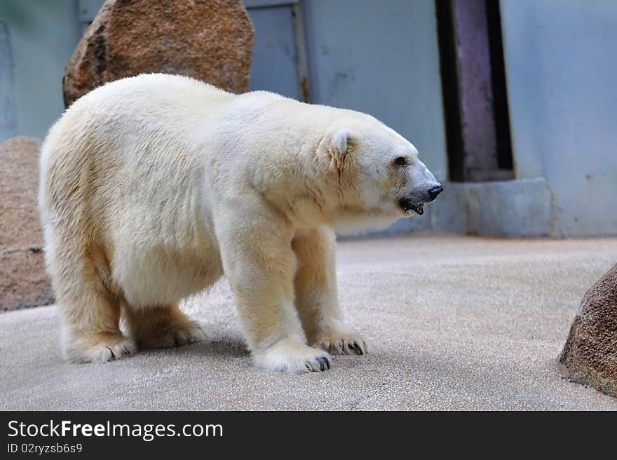 Polar bear in its habitat