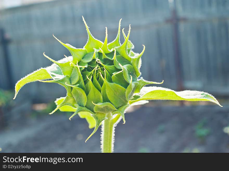 Sunflower