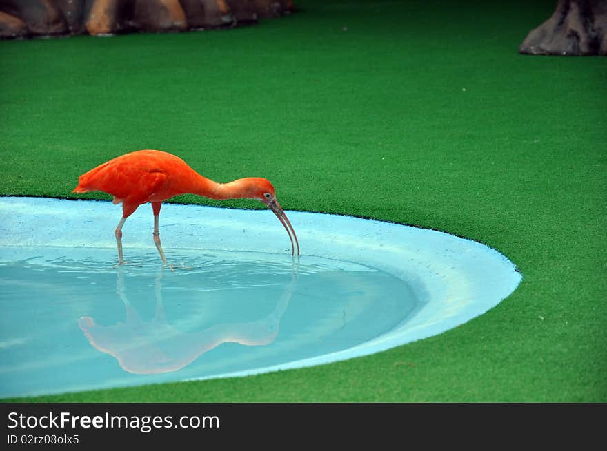 Bird shadow