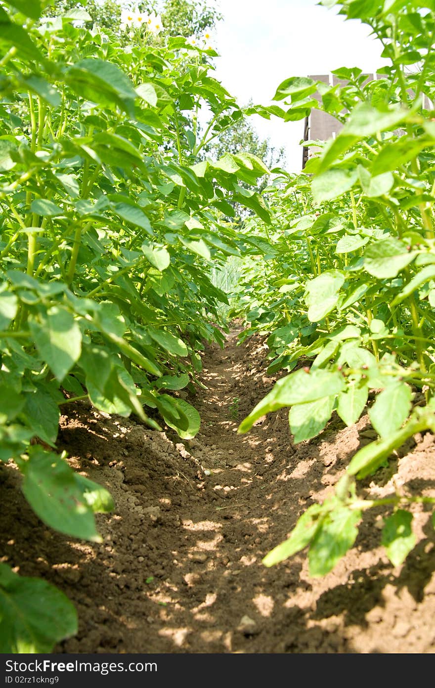 The picture shows a bed of green potatoes