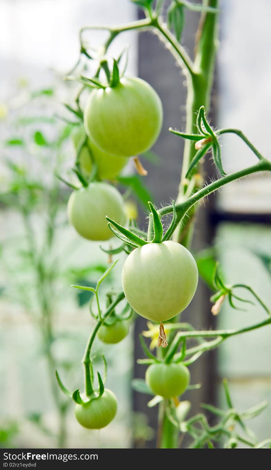 Green tomatoes