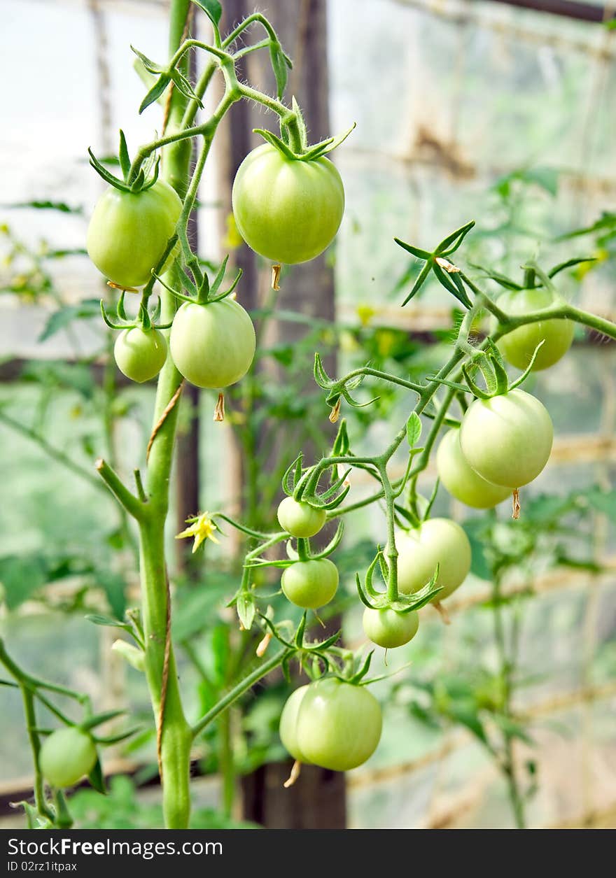 Green tomatoes