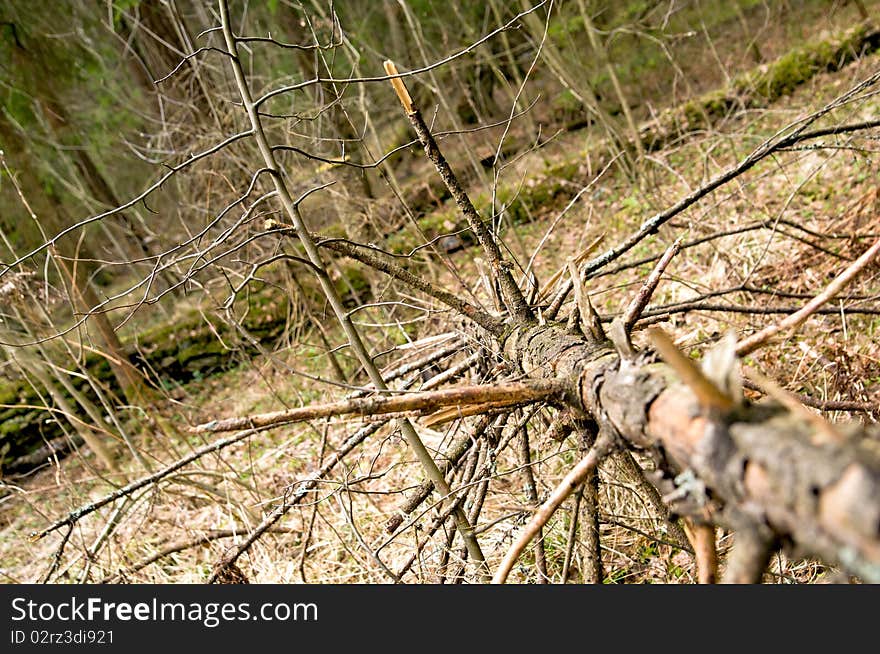 This dry fallen tree in the forest