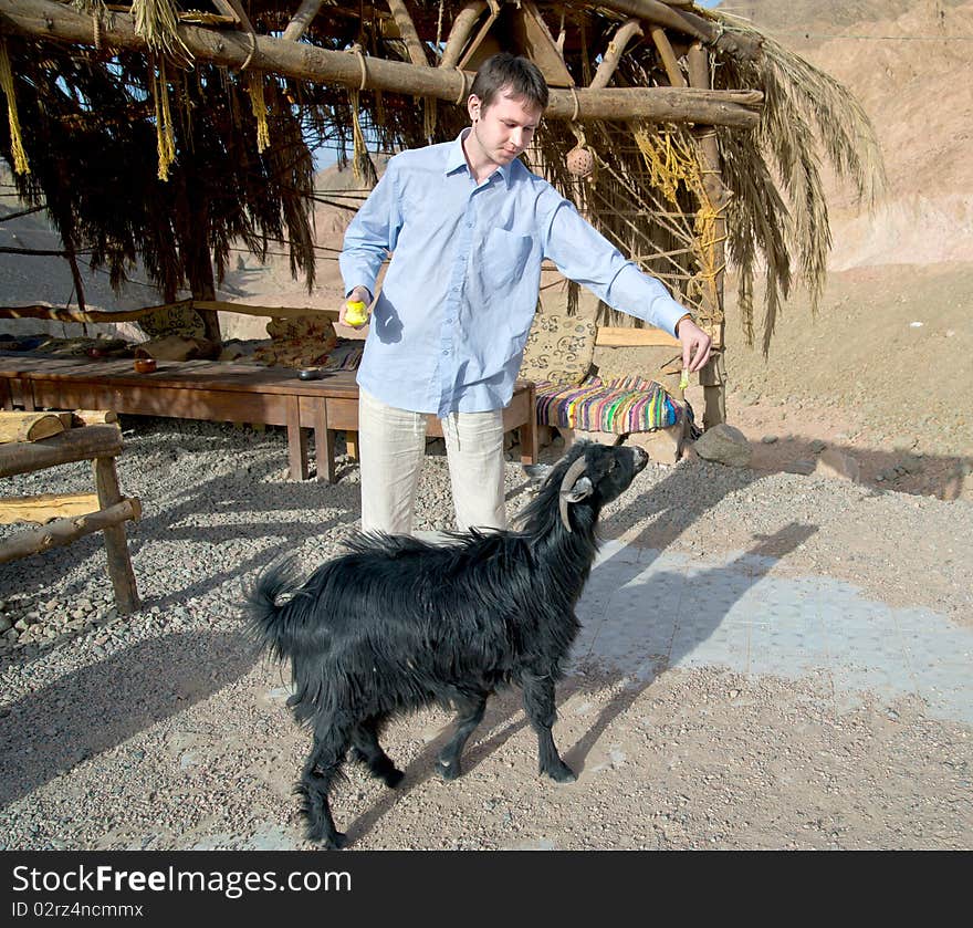 Young man feeding a goat with his hands