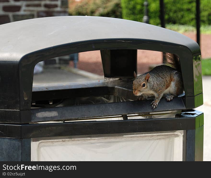 Squirrel At Refuse Bin