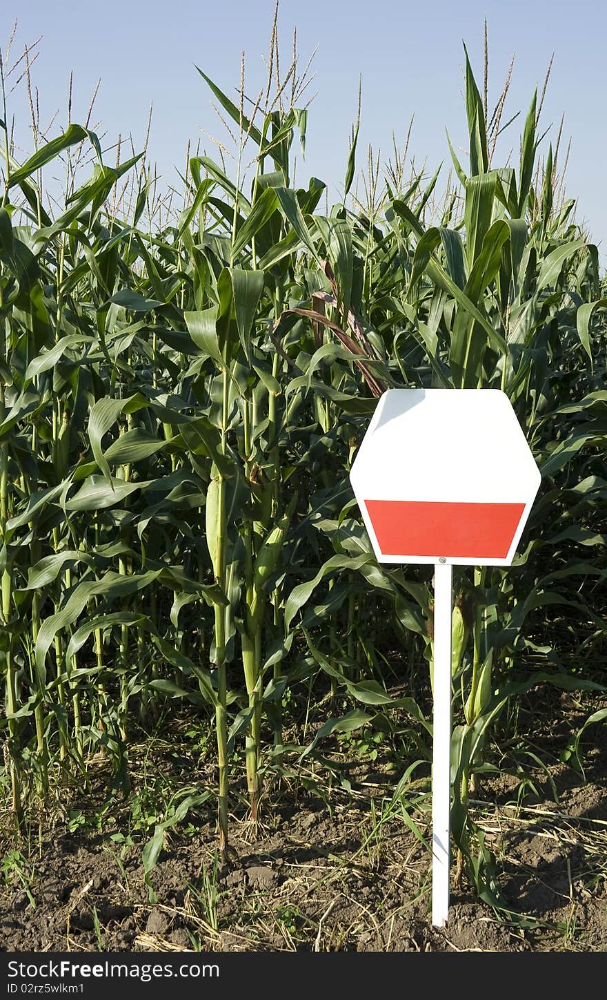 Corn Field With Signboard