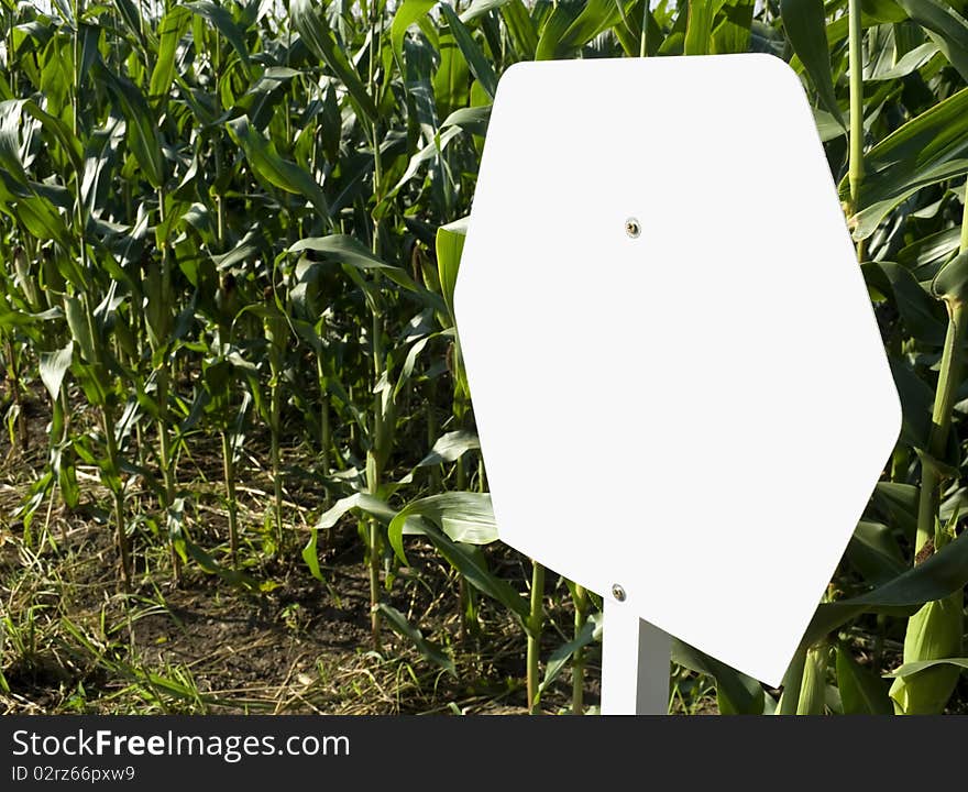 Field of corn with empty a billboard. Field of corn with empty a billboard.