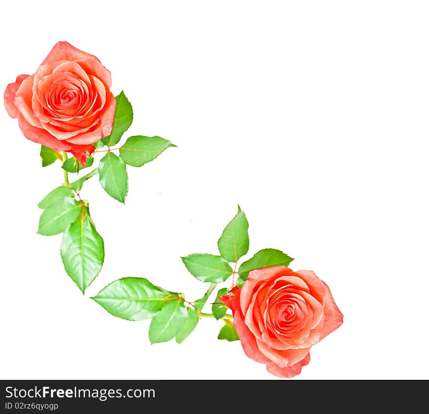 Red rose with green leaves isolated on white background