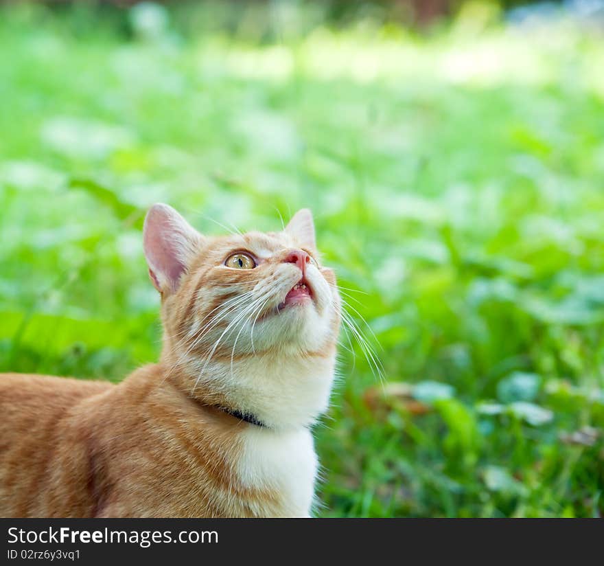 Orange striped tabby kitten looking up from a lush green lawn