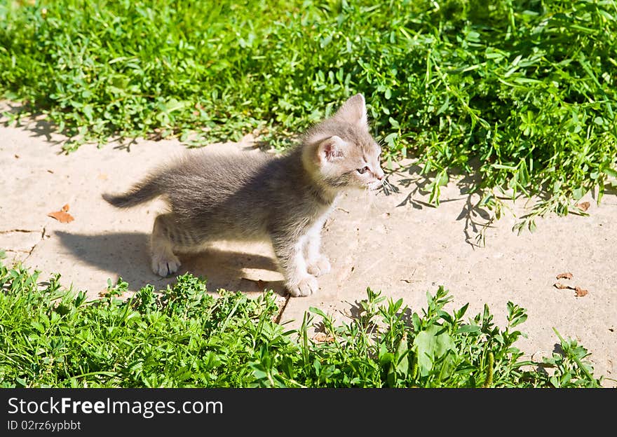 Little kitten playing on the grass close up