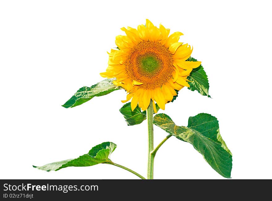 The beautiful sunflower isolated on a white background