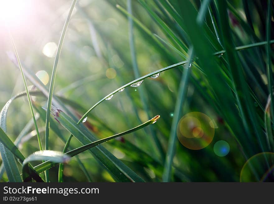 Drops of dew on the green grass in the sun.