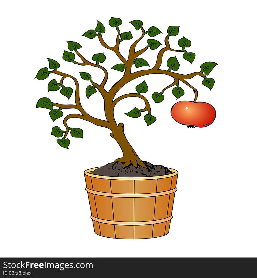 Apple tree in tub container