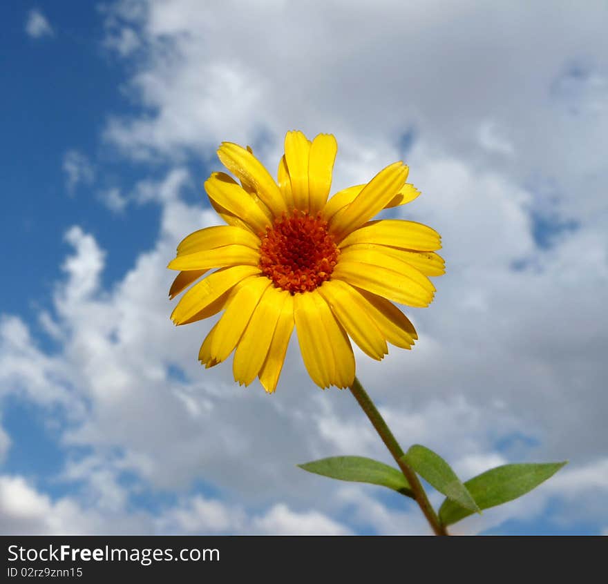 A beautiful yellow flower against the background of a beautiful sky