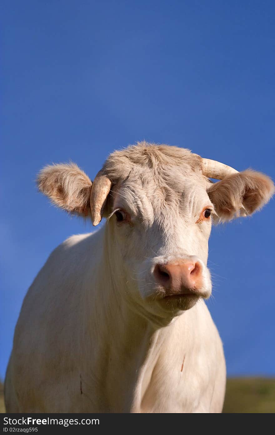 Cow in a prairie under clear blue sky