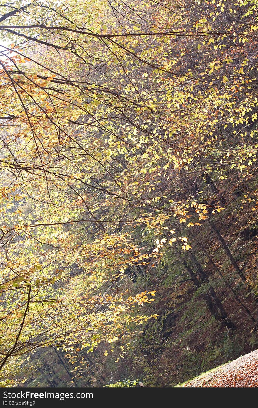 Autumn branches