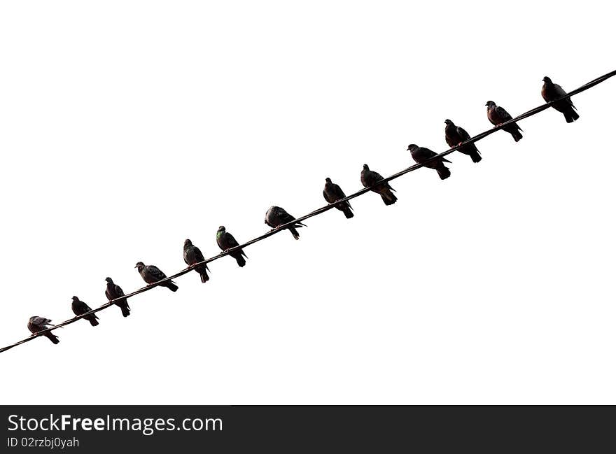 Pigeons on a wire isolated