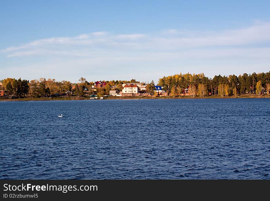 A swan floating in a lake; cottages in a forest are in the background