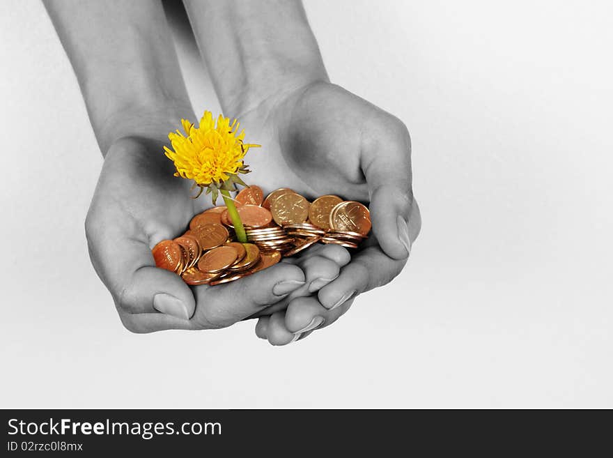 Black and white female hands with a flower and coins removed on a white background without isolation