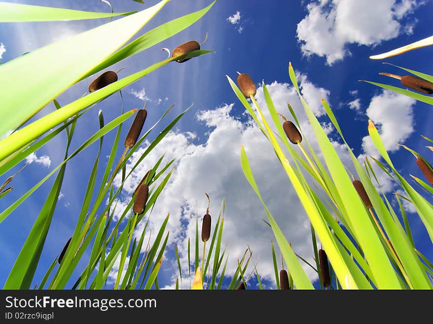 Typha latifolia during sunny summer day in colorado