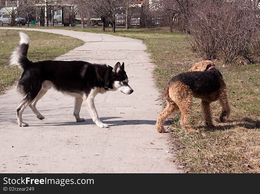 A black and white husky and an airedale playing in a park. A black and white husky and an airedale playing in a park