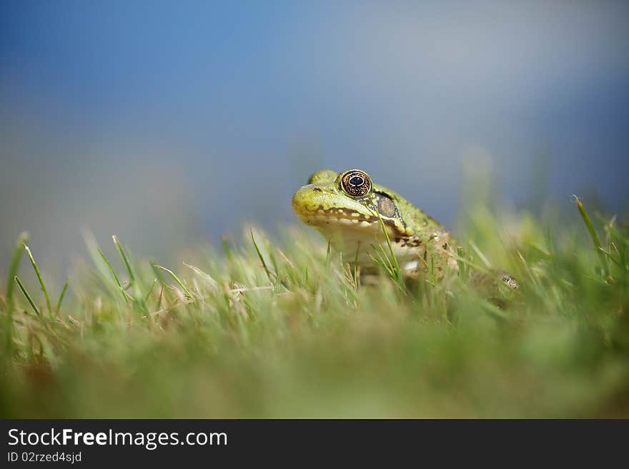 A detailed picture of a frog sitting in the grass with blue sky in back.